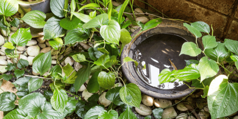 Flagler Mosquito Control Offers Helpful Tips To Residence Flagler Mosquito Control Offers Helpful Tips To Residence