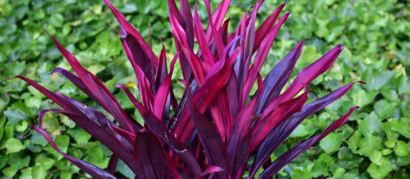 Hawaiian Ti Plant Tips for Palm Coast Landscapes and Garden Hawaiian Ti Plant Tips for Palm Coast Landscapes and Garden