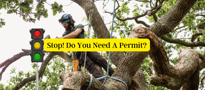 Stop! You may need a permit to cut down that tree in Palm Coast, Florida Tree Trimming Company Removing Large Tree